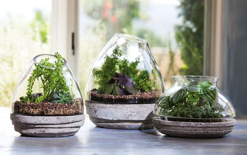 A garden in a glass container with real plants