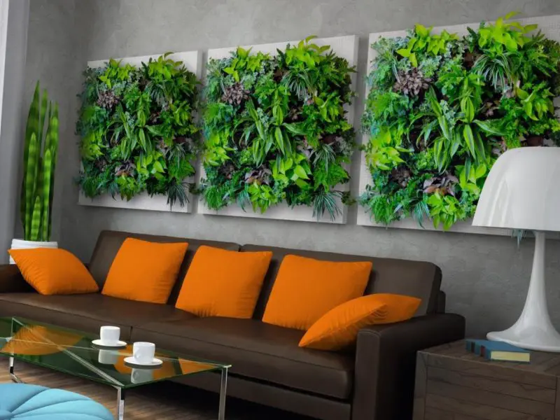 Living wall of indoor plants living room