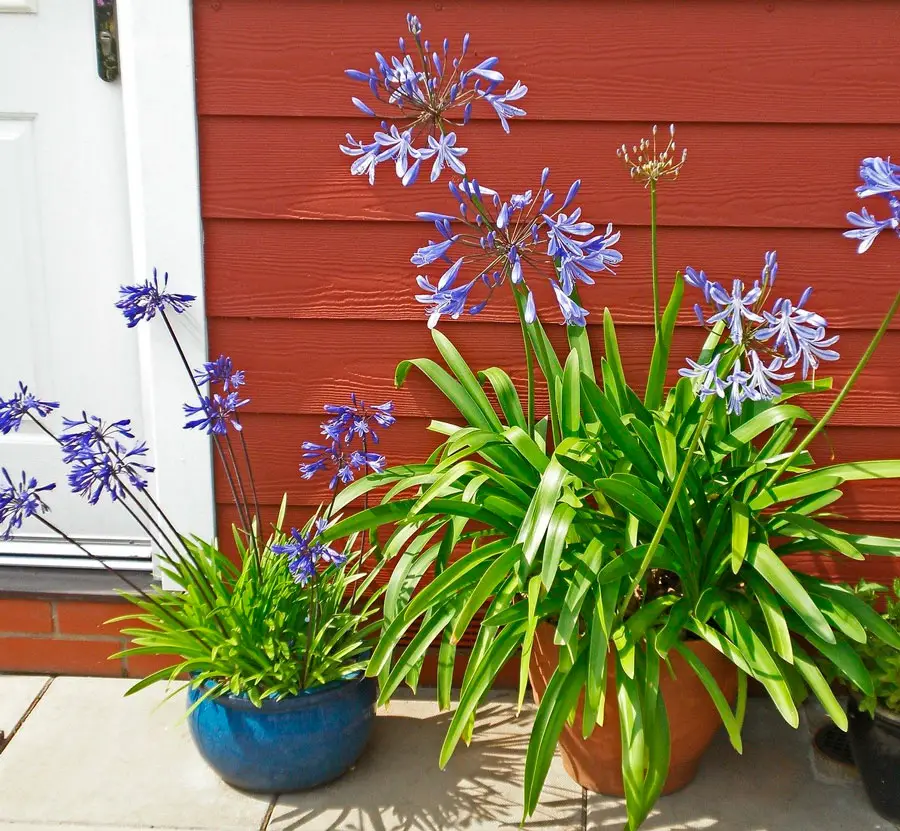 Agapanthus: Planting Tips and Stunning Photos