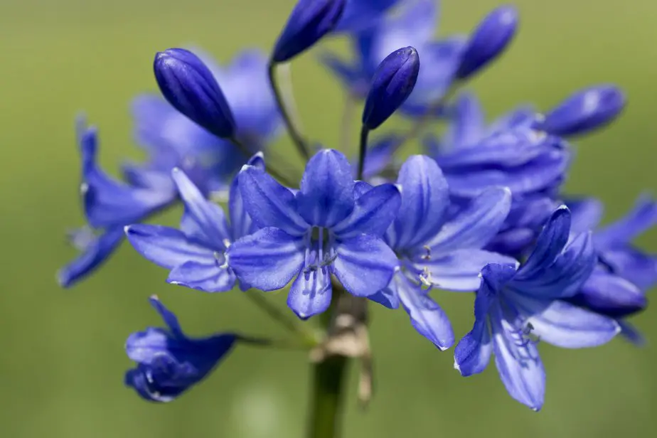 Agapanthus: Planting Tips and Stunning Photos