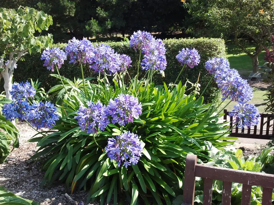 Agapanthus –descriptions of varieties with photos, planting rules