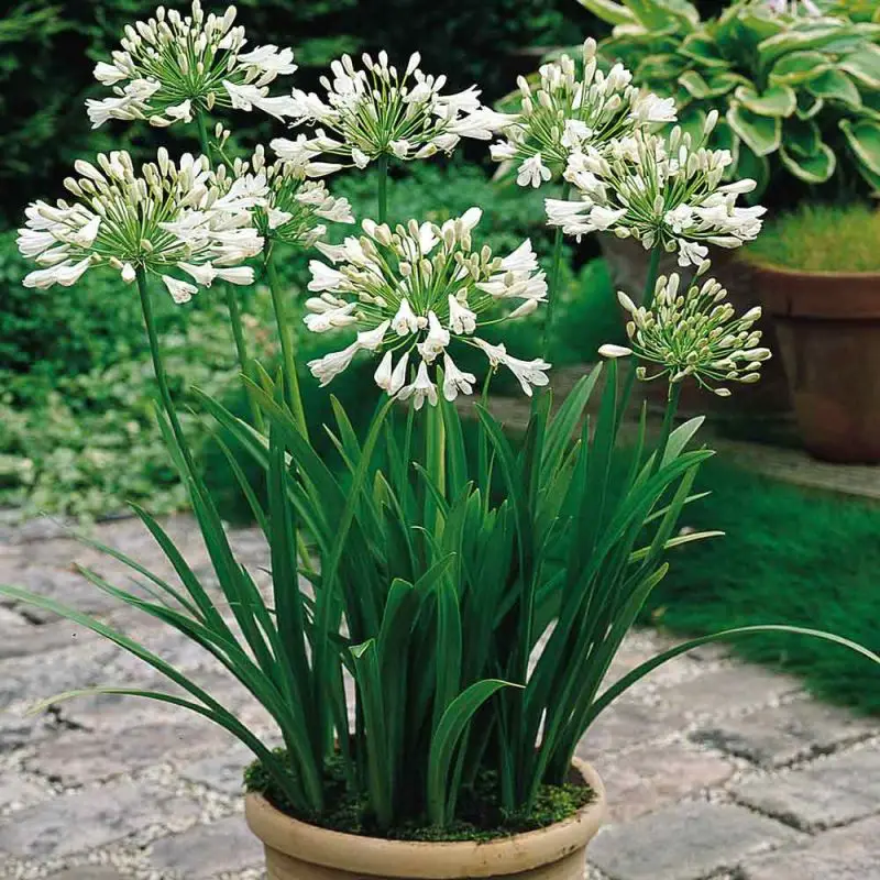 Agapanthus: Planting Tips and Stunning Photos