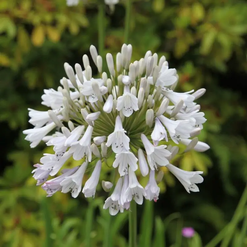 Agapanthus: Planting Tips and Stunning Photos