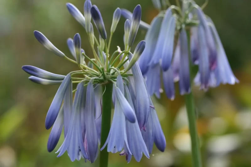 Agapanthus: Planting Tips and Stunning Photos