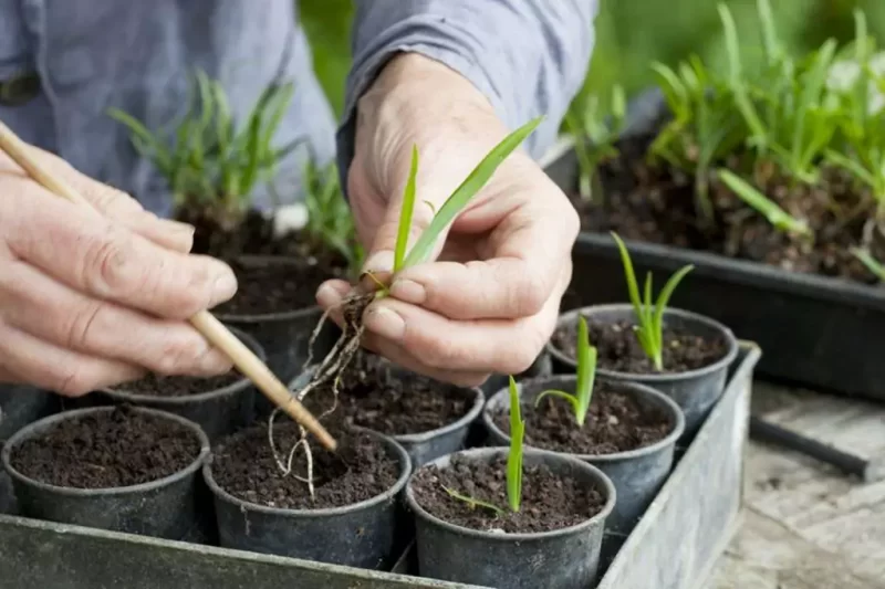 Agapanthus: Planting Tips and Stunning Photos