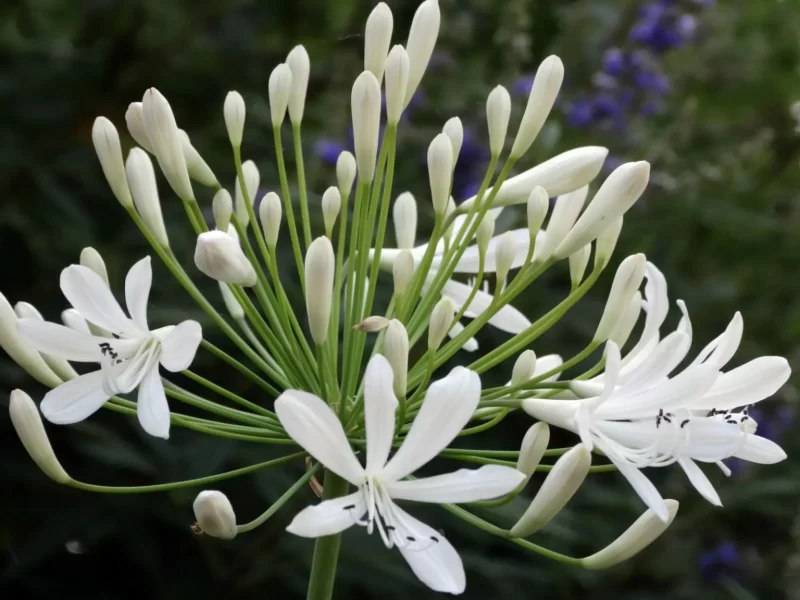 Agapanthus: Planting Tips and Stunning Photos