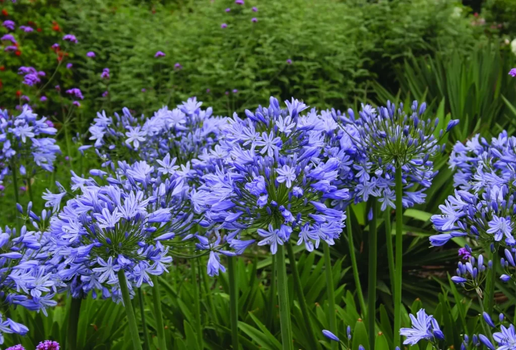 Agapanthus: Planting Tips and Stunning Photos