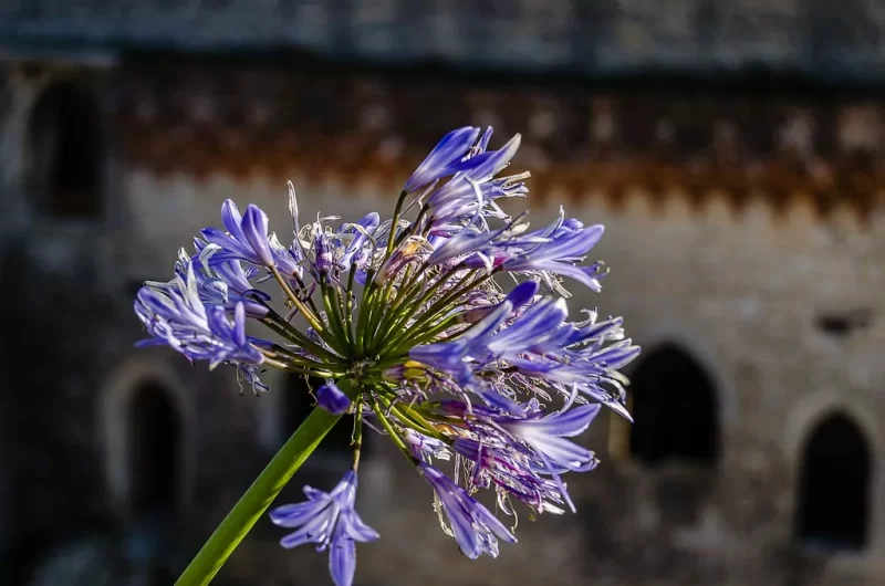 Agapanthus: Planting Tips and Stunning Photos