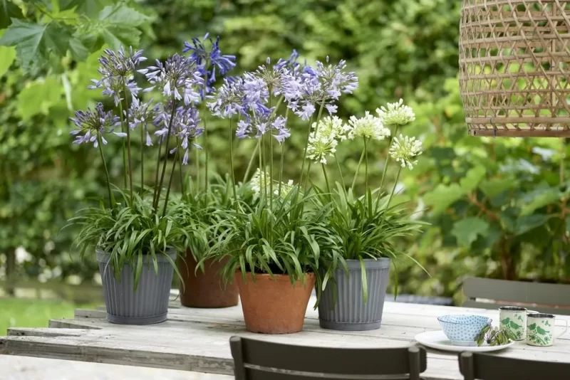 Agapanthus: Planting Tips and Stunning Photos