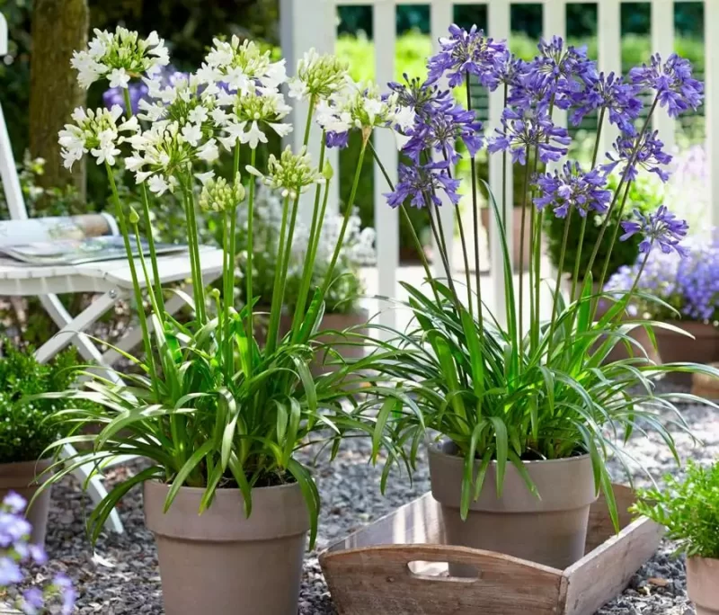 Agapanthus: Planting Tips and Stunning Photos