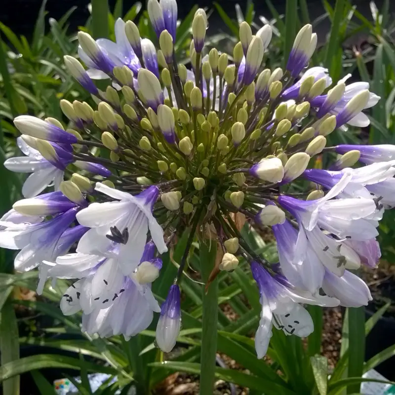 Agapanthus –descriptions of varieties with photos, planting rules