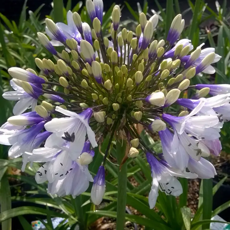 Agapanthus: Planting Tips and Stunning Photos