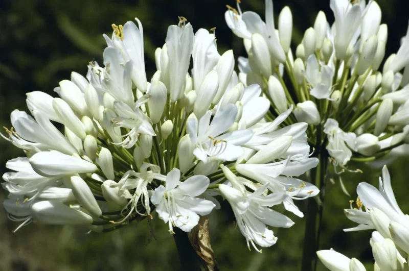 Agapanthus: Planting Tips and Stunning Photos