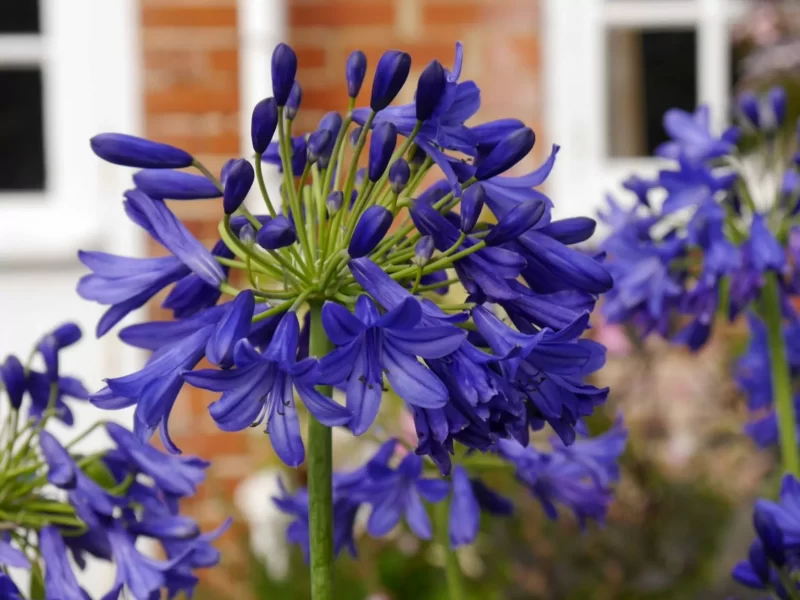 Agapanthus: Planting Tips and Stunning Photos