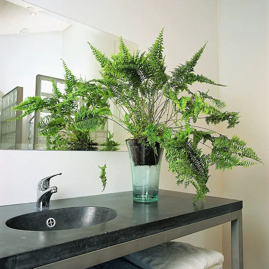 The 11 Best Plants for Bathroom Decor